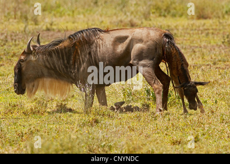 Östlichen weißen bärtigen Gnus (Connochaetes Taurinus Albojubatus), Geburt ein Gnu, Tansania, Ngorongoro Conservation Area Stockfoto