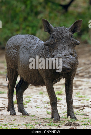 Cape Warzenschwein, Somali Warzenschwein, Wüste Warzenschwein (Phacochoerus Aethiopicus), ziemlich dreckig Warzenschwein, Tansania, Lake Manyara National Park Stockfoto