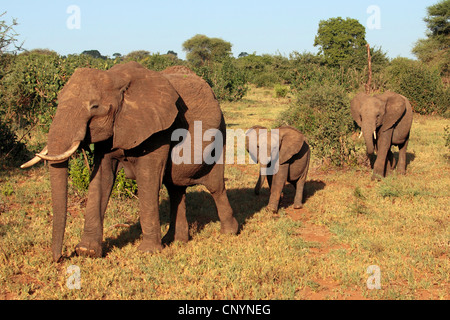 Afrikanische Savanne Elefant, Afrikanischer Elefant (Loxodonta Africana Oxyotis) Welpen nach ihrer Mutter, Tansania, Tarangire-Nationalpark Stockfoto