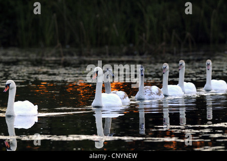 Mute Swan (Cygnus Olor), Schwan Familie auf einem See, Deutschland, Bayern Stockfoto