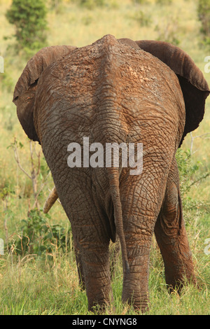 Afrikanische Savanne Elefant, Afrikanischer Elefant (Loxodonta Africana Oxyotis), Elefant von hinten, Tansania, Tarangire-Nationalpark Stockfoto