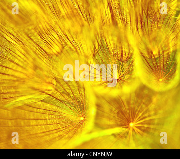 Abstrakte Blume Löwenzahn Hintergrund, extreme Nahaufnahme mit soft Focus, wunderschöne Natur details Stockfoto