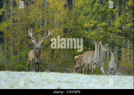 Rothirsch (Cervus Elaphus), Herde von Hirschen stehen auf einer Lichtung, Deutschland, Bayern Stockfoto
