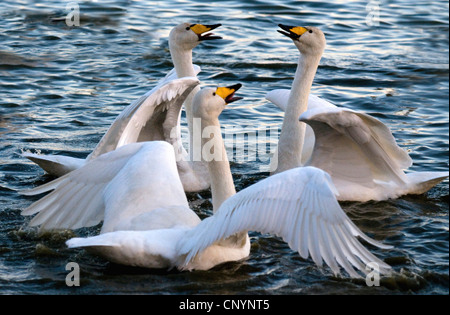 Singschwan (Cygnus Cygnus), drei Vögel auf dem Wasser Gruß, Großbritannien, Schottland, Solway Firth Stockfoto