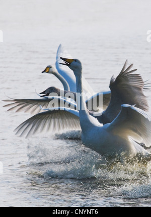 Singschwan (Cygnus Cygnus), drei Vögel landen nebeneinander auf dem Wasser, Großbritannien, Schottland, Solway Firth Stockfoto