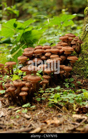 Dunkler Hallimasch (Armillaria Ostoyae, Armillariella Polymyces, Armillaria Solidipes), an einem Baumstamm, Deutschland, Bayern, Nationalpark Bayerischer Wald Stockfoto