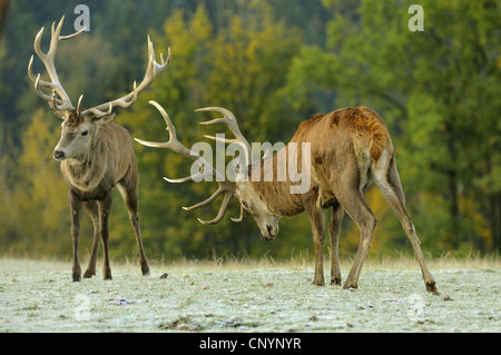 Rothirsch (Cervus Elaphus), zwei Köpfen auf Rang kämpfen, Deutschland, Bayern Stockfoto