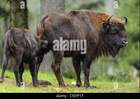 Europäische Bison, Wisent (Bison Bonasus), Kuh mit Kalb auf einer Wiese, Deutschland, Bayern, Nationalpark Bayerischer Wald Spanferkel Stockfoto