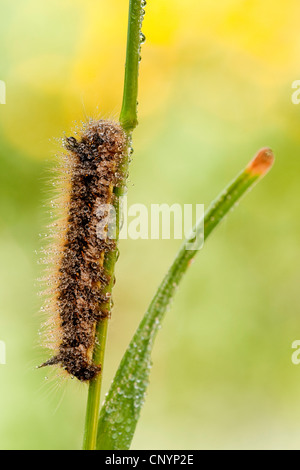 Der Trinker (Philudoria Potatoria, Euthrix Potatoria), Raupe, Klettern an einem Grashalm, Deutschland, Rheinland-Pfalz Stockfoto