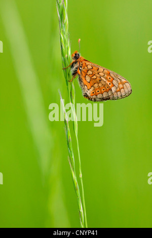 Marsh Fritillary (Etikett Aurinia), sitzen an einem Grashalm, Deutschland, Rheinland-Pfalz Stockfoto