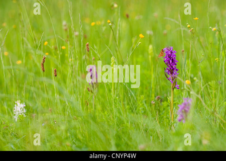 Marsh Fritillary (Etikett Aurinia), sitzen auf einer Orchidee Blume auf einer Wiese, Deutschland, Rheinland-Pfalz Stockfoto