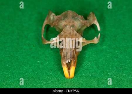 Schleiereule (Tyto Alba), Maus Scull, unverdaute Nahrungsreste aus einem pellet Stockfoto
