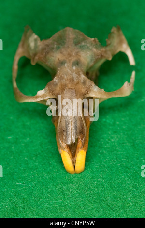 Schleiereule (Tyto Alba), Maus Scull, unverdaute Nahrungsreste aus einem pellet Stockfoto