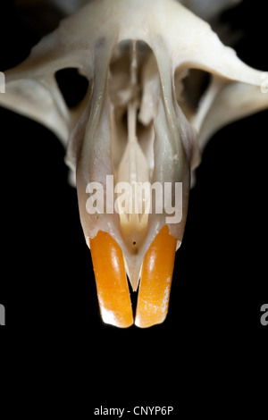 Schleiereule (Tyto Alba), Oberkiefer eine Maus mit den Zähnen lange Meißel, unverdaute Nahrungsreste aus einem pellet Stockfoto