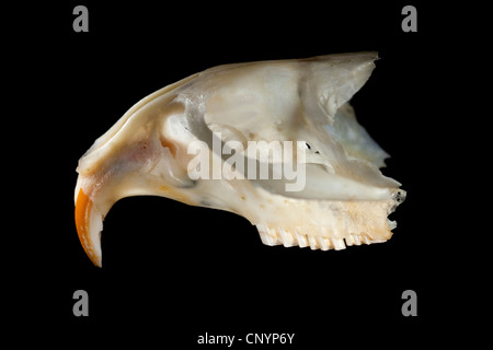 Schleiereule (Tyto Alba), Schädel einer Maus mit den Zähnen lange Meißel, unverdaute Nahrungsreste aus einem pellet Stockfoto