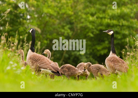 Kanadagans (Branta Canadensis), Familie zu Fuß über eine Wiese, Deutschland, Rheinland-Pfalz Stockfoto