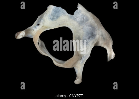 Schleiereule (Tyto Alba), Halswirbel einer Maus, unverdaute Nahrungsreste aus einem pellet Stockfoto