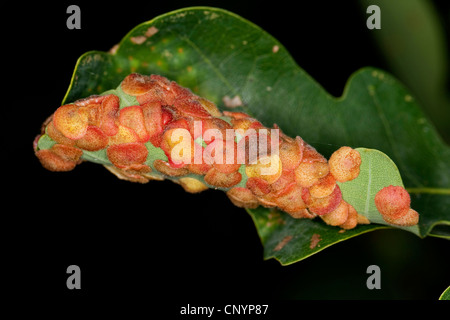 Eichenblatt Spangle-Gall Cynipid Wespe, Eiche gemeinsame Zinkblume Gall (Neuroterus Quercusbaccarum, Neuroterus Quercus-Baccarum, Cynips Quercus-Baccarum), gall auf einem Eichenblatt, Deutschland Stockfoto