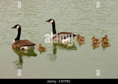 Kanadagans (Branta Canadensis), Familie schwimmen auf dem Wasser, Deutschland, Rheinland-Pfalz Stockfoto