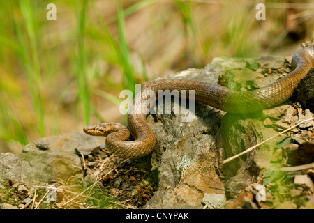 Schlingnatter (Coronella Austriaca), Wicklung auf einem Felsen, Deutschland, Nordrhein-Westfalen Stockfoto