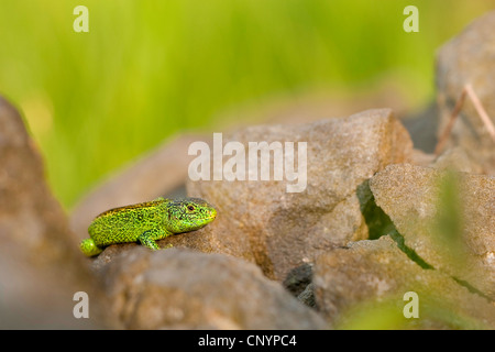 Zauneidechse (Lacerta Agilis), sitzt auf alten Baumrinde, Deutschland, Rheinland-Pfalz Stockfoto