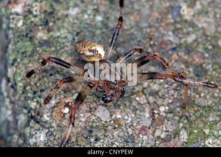 Orbweaver marmoriert, marmoriert Orb-Weaver, marmorierte Orb Weaver, marmorierte Spider (Araneus Marmoreus F. Pyramidatus, Araneus Marmoreus var. Pyramidatus), Männchen auf einer Mauer, Deutschland Stockfoto