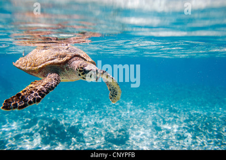 echte Karettschildkröte, echte Karettschildkröte (Eretmochelys Imbricata), Schwimmen unter der Wasseroberfläche, Seychellen Stockfoto