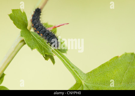 Kaiser-Motte (Saturnia Pavonia, Eudia Pavonia), junge Raupe, Deutschland, Rheinland-Pfalz Stockfoto