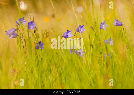 Verbreitung der Glockenblume (Campanula Patula), blühen, Deutschland, Rheinland-Pfalz Stockfoto