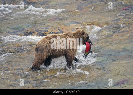 Brauner Bär, Grizzly Bear Grizzly (Ursus Arctos Horribilis), juvenile stehend in den Stromschnellen des Flusses mit einem Gefangenen Lachs im Mund, USA, Alaska Stockfoto