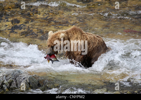 Brauner Bär, Grizzly Bear Grizzly (Ursus Arctos Horribilis), juvenile stehend in den Stromschnellen des Flusses mit einem Gefangenen Lachs im Mund, USA, Alaska Stockfoto