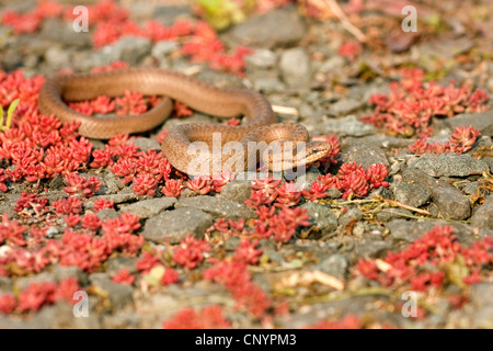 Schlingnatter (Coronella Austriaca), schlängelt sich über den Boden, Deutschland, Rheinland-Pfalz Stockfoto