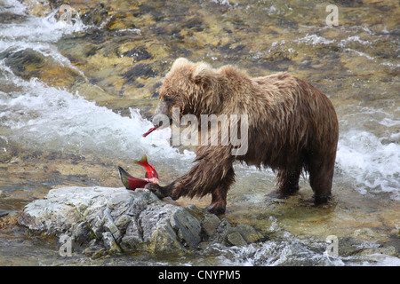 Brauner Bär, Grizzly Bear, Grizzly (Ursus Arctos Horribilis), Juvenile Fütterung einen gerade Gefangenen Lachs an einem Fluss, USA, Alaska Stockfoto