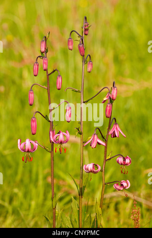 Martagon-Lilie, lila Turk Kappe Lilie (Lilium Martagon), blühen in einer Wiese, Deutschland, Rheinland-Pfalz Stockfoto