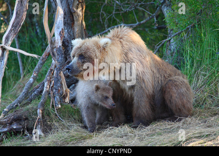 Brauner Bär, Grizzly Bear, Grizzly (Ursus Arctos Horribilis), Weiblich, sitzen an einem Fluss mit einem Jungtier, USA, Alaska Stockfoto