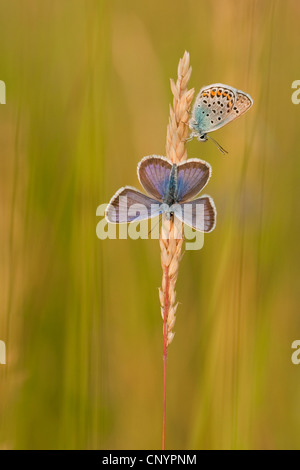 Silber besetzte blau (Plebejus Argus, Plebeius Argus), sitzt auf einem Rasen Ohr, Deutschland, Nordrhein-Westfalen Stockfoto