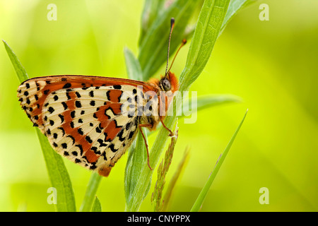 Gefleckte Fritillary (Melitaea Didyma), sitzen an einem Grashalm, Deutschland, Rheinland-Pfalz Stockfoto