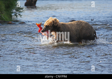 Brauner Bär, grizzly Bär, Grizzly (Ursus Arctos Horribilis), stehend in einem Fluss mit einem Gefangenen Lachs im Mund, USA, Alaska Stockfoto