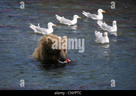 Brauner Bär, grizzly Bär, Grizzly (Ursus Arctos Horribilis), in einem Fluss Fütterung einen Gefangenen Lachs umgeben von Möwen, USA, Alaska Stockfoto