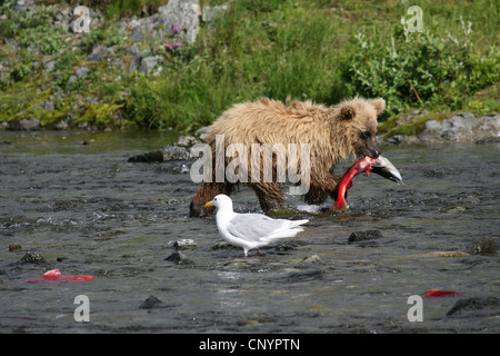 Brauner Bär, grizzly Bär, Grizzly (Ursus Arctos Horribilis), zu Fuß in einem Fluss mit einem Gefangenen Lachs im Mund vor einer lauernden Möwe, USA, Alaska Stockfoto