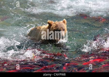 Brauner Bär, grizzly Bär, Grizzly (Ursus Arctos Horribilis), Schwimmen in einem Fluss Platz für eine große Anzahl der Lachse in rot Paarung Färbung, USA, Alaska Stockfoto