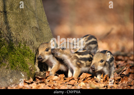 Wildschwein, Schwein, Wildschwein (Sus Scrofa), drei Rookie spielen auf dem Baum, Deutschland, Nordrhein-Westfalen, Sauerland Stockfoto