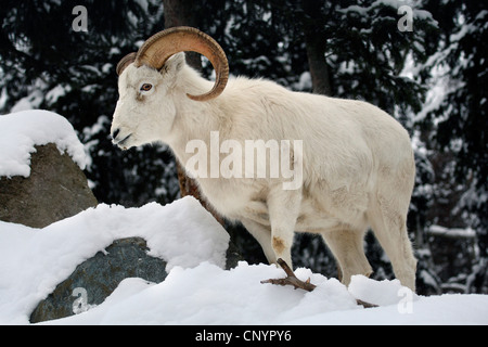 Der Dallschafe, weiße Schafe (Ovis Dalli), stehend im Schnee, USA, Alaska Stockfoto