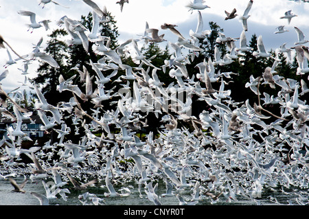 Hering und Glaucous geflügelte Möwen sammeln für eine Fütterung Bonanza auf Hering Untiefen, Vancouver Island.  SCO 8189 Stockfoto