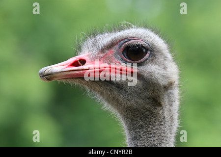 Strauß (Struthio Camelus), portrait Stockfoto