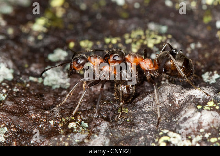 kleine rote Waldameise (Formica Polyctena), Arbeiter kämpfen Stockfoto