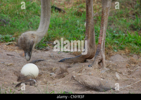 Strauß (Struthio Camelus), mit Ei auf seinem nest Stockfoto