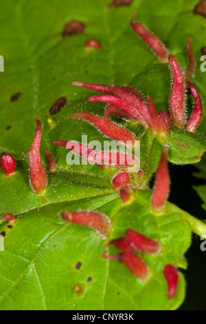 Kalk-Nagel-Gall Milbe, Kalk Nagel Gall (Eriophyes Tiliae), Gallen an ein Lindenblatt, Deutschland Stockfoto