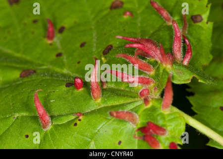 Kalk-Nagel-Gall Milbe, Kalk Nagel Gall (Eriophyes Tiliae), Gallen an ein Lindenblatt, Deutschland Stockfoto