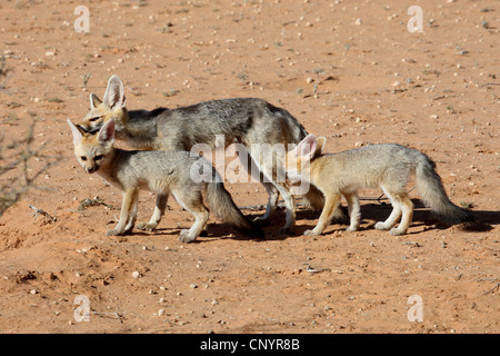 Cape Fox (Vulpes Chama), mit zwei Jugendliche, Südafrika Kgalagadi Transfrontier National Park Stockfoto